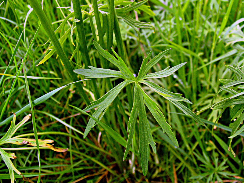 Ranunculus acris L / Ranuncolo comune